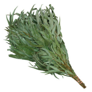 Saunavihta eukalypti