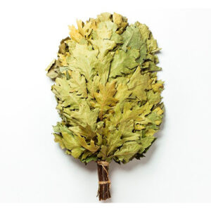 Saunavihta punatammi